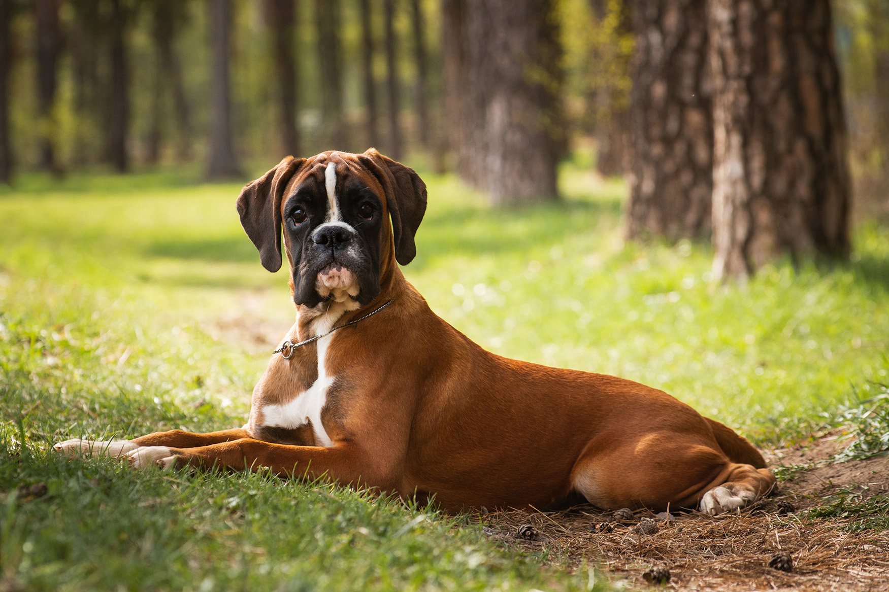 Boxer