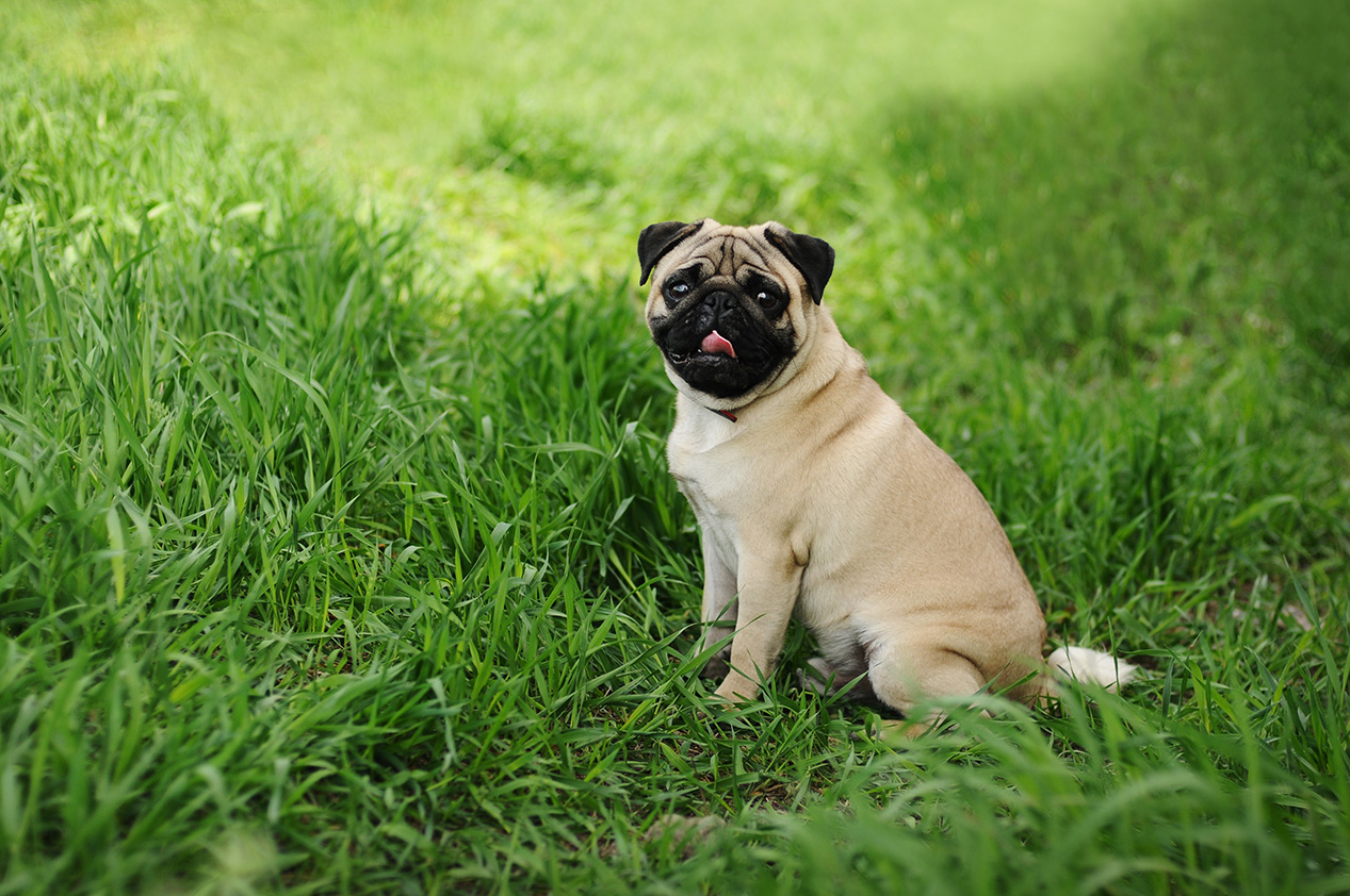 Pug