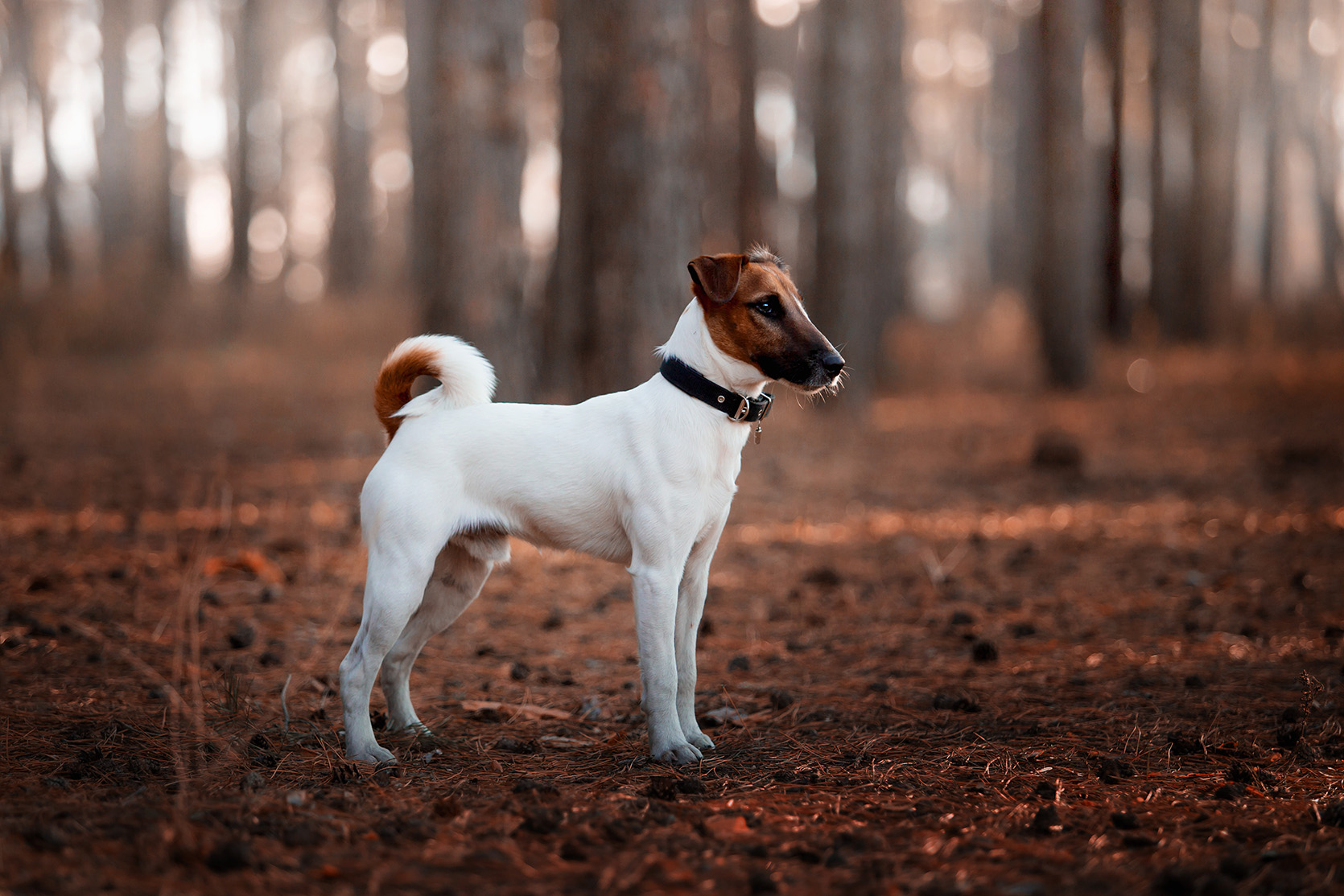 Toy Fox Terrier