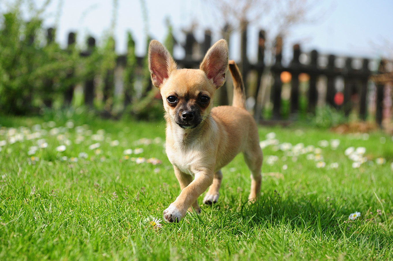 Chihuahua