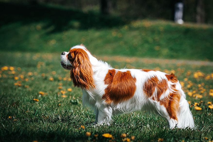 Cavalier King Charles Spaniel