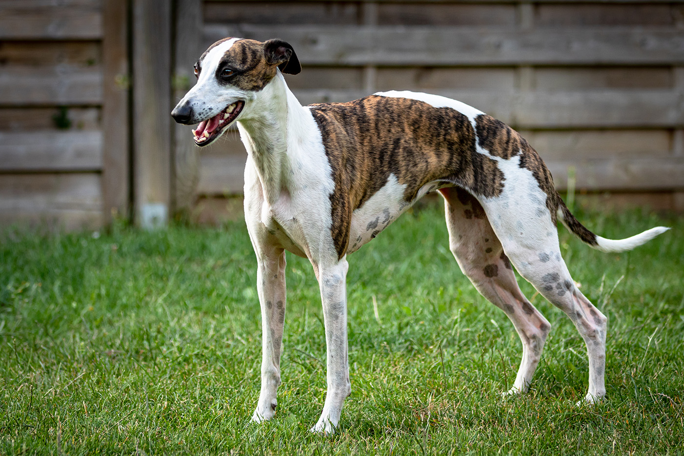 Greyhound