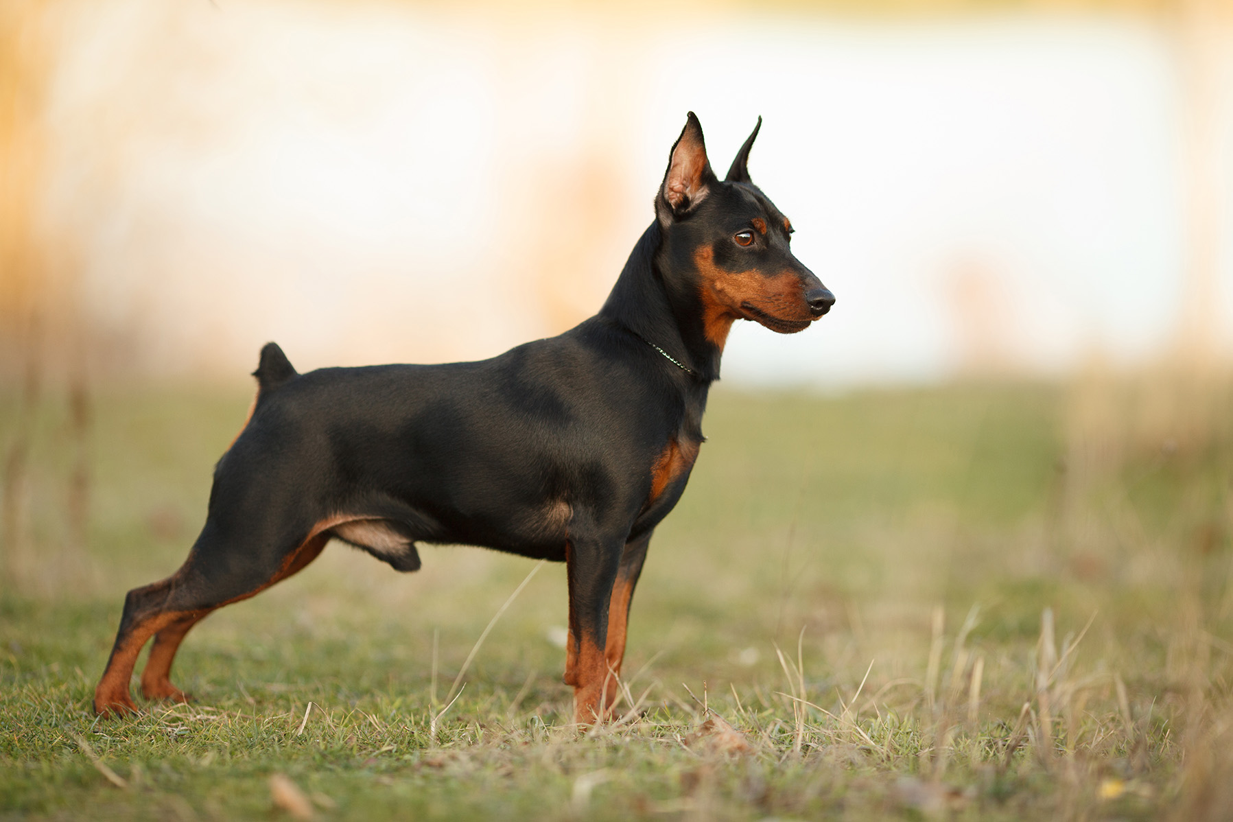 Miniature Pinscher