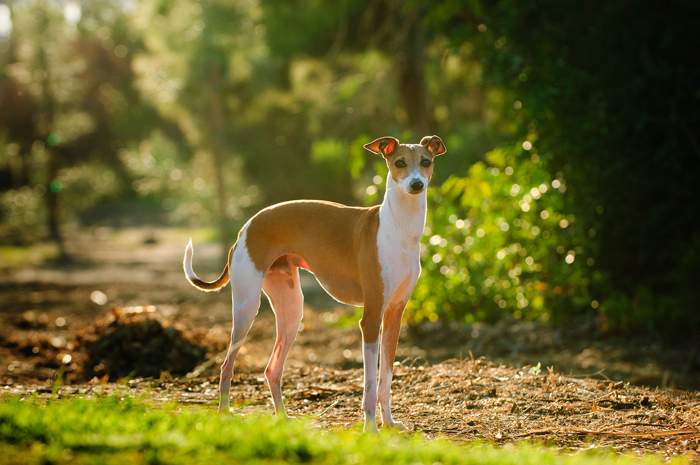 Italian Greyhound